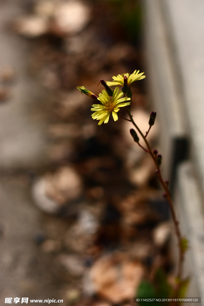 路边 小黄花