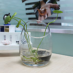 水培植物 铜钱草