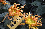 菊花