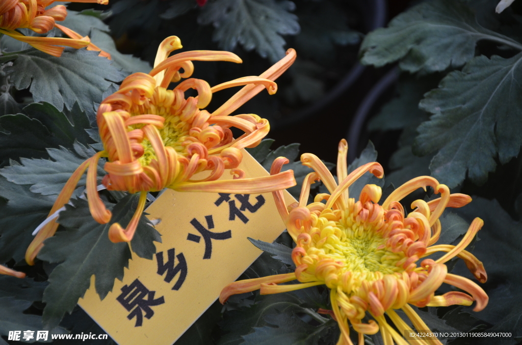 菊花