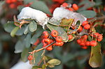雪里火棘果