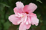 木槿花
