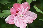 木槿花
