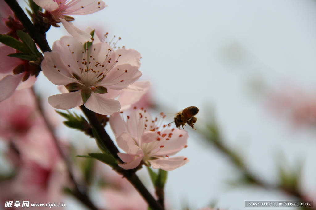 蜜蜂 桃花