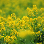 油菜花