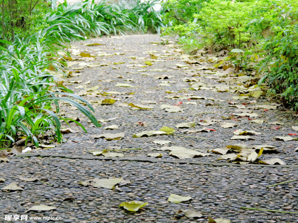 校园小路