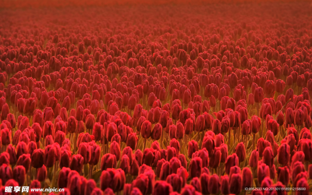 花海