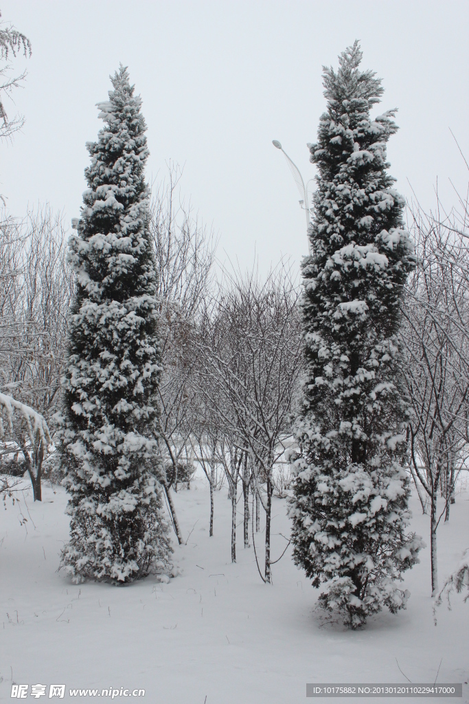 双松缀雪