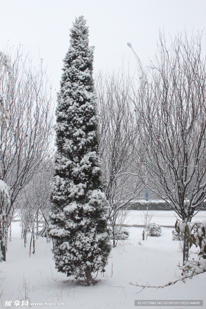 锥松傲雪