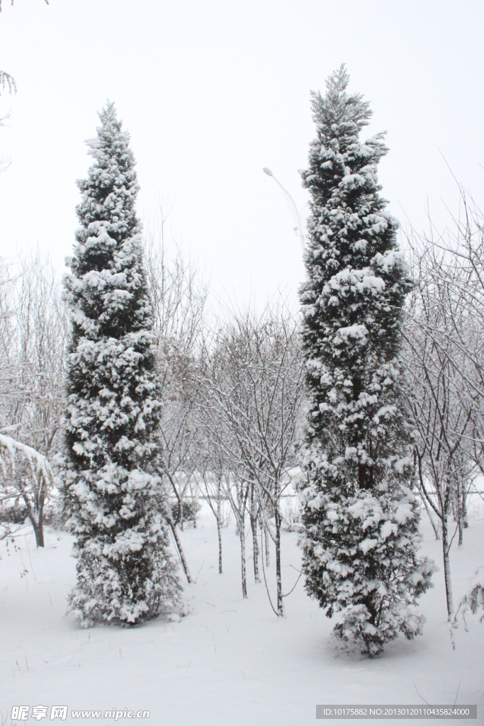 双松傲雪