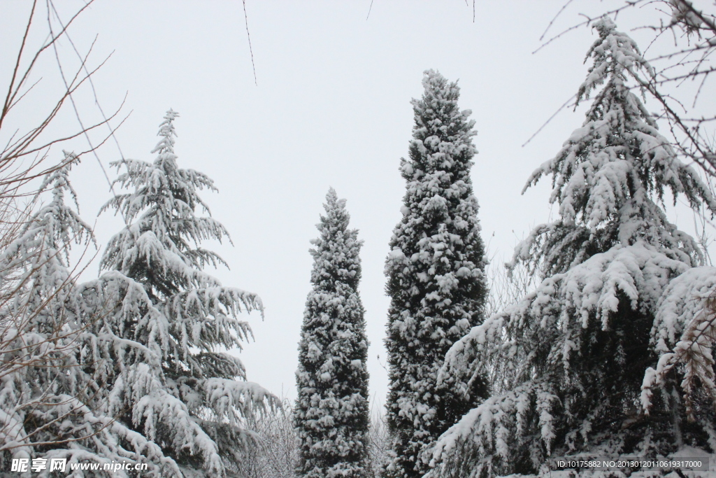 雪松