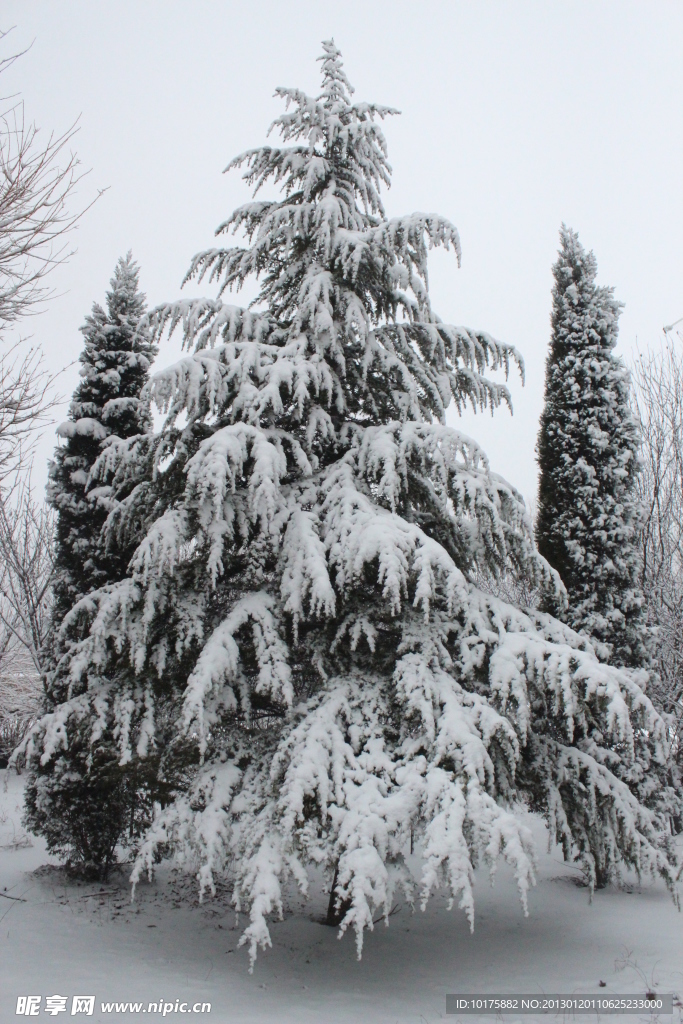 雪地塔松