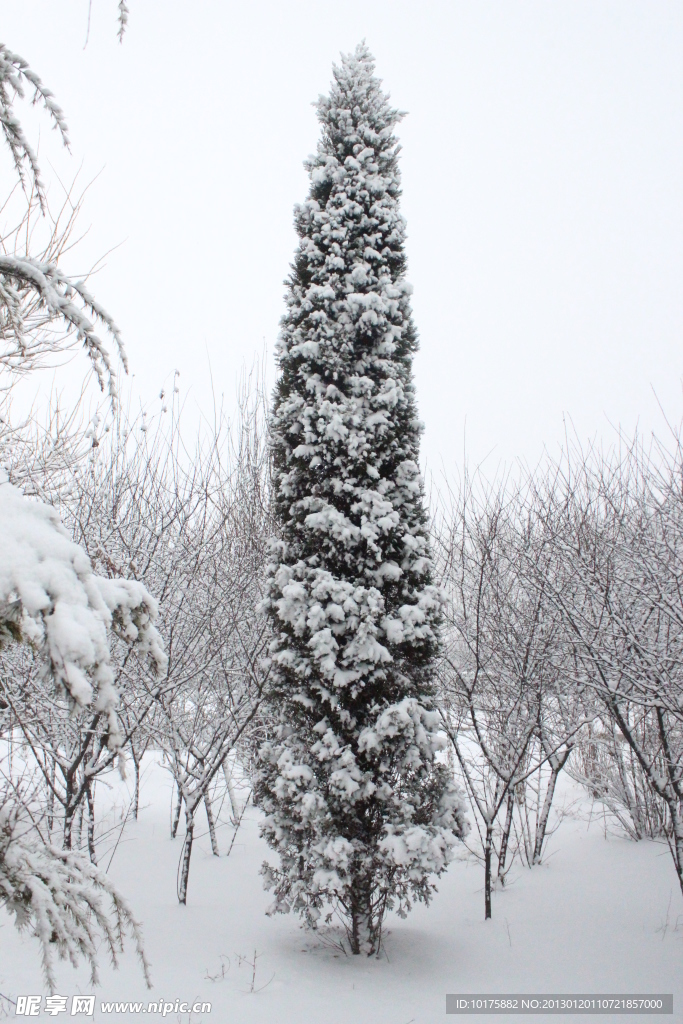 雪地锥松