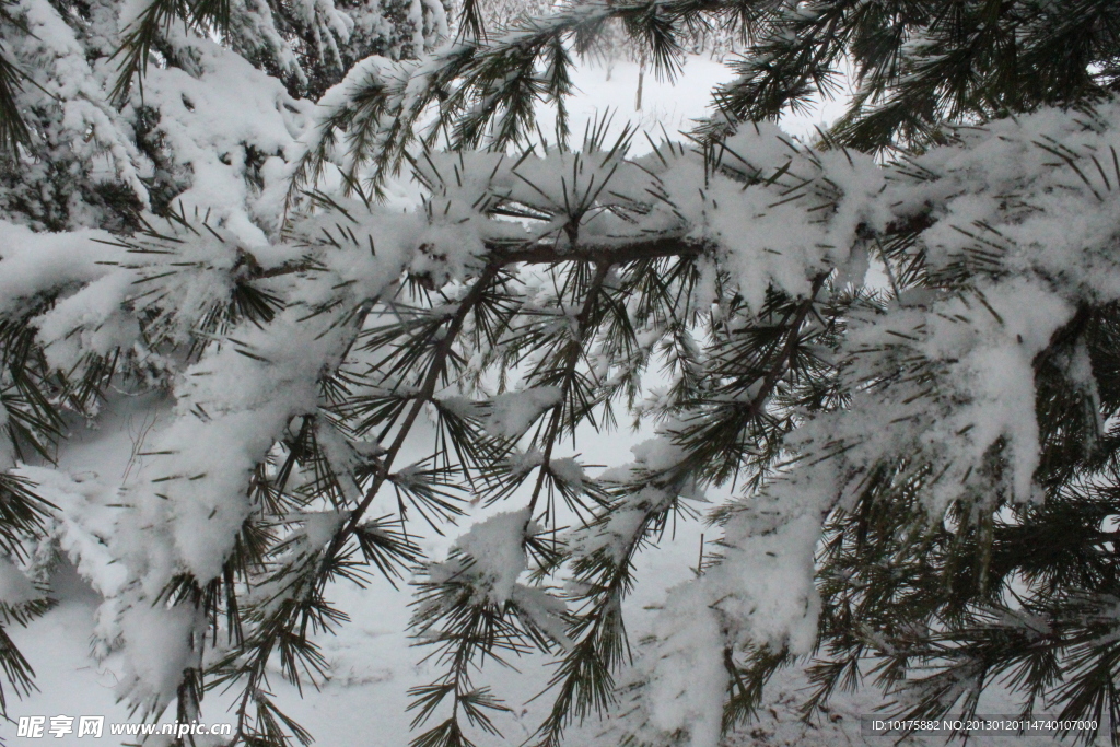 白雪与松枝