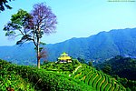 中国山水 茶田风光