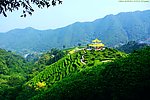 中国山水 茶田风光