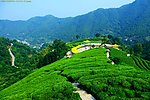 中国山水 茶田风光