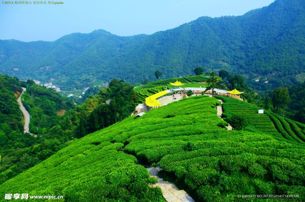 中国山水 茶田风光