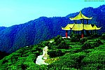 山水 茶田风光