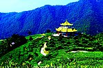 梅州山水 茶田风光