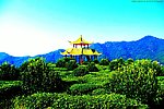 梅州山水 茶田风光