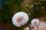中国花木 蒲公英