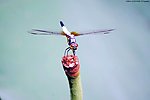 莲蓬枯杆 蜻蜓挺立