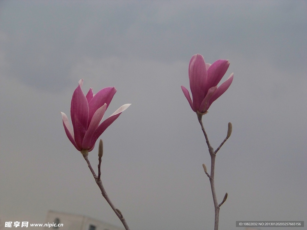 玉兰花