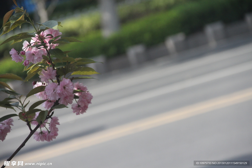 鲜花小景深