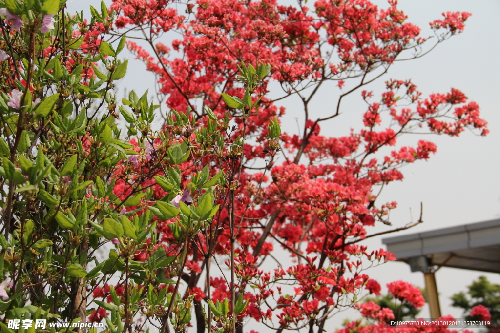 杜鹃花