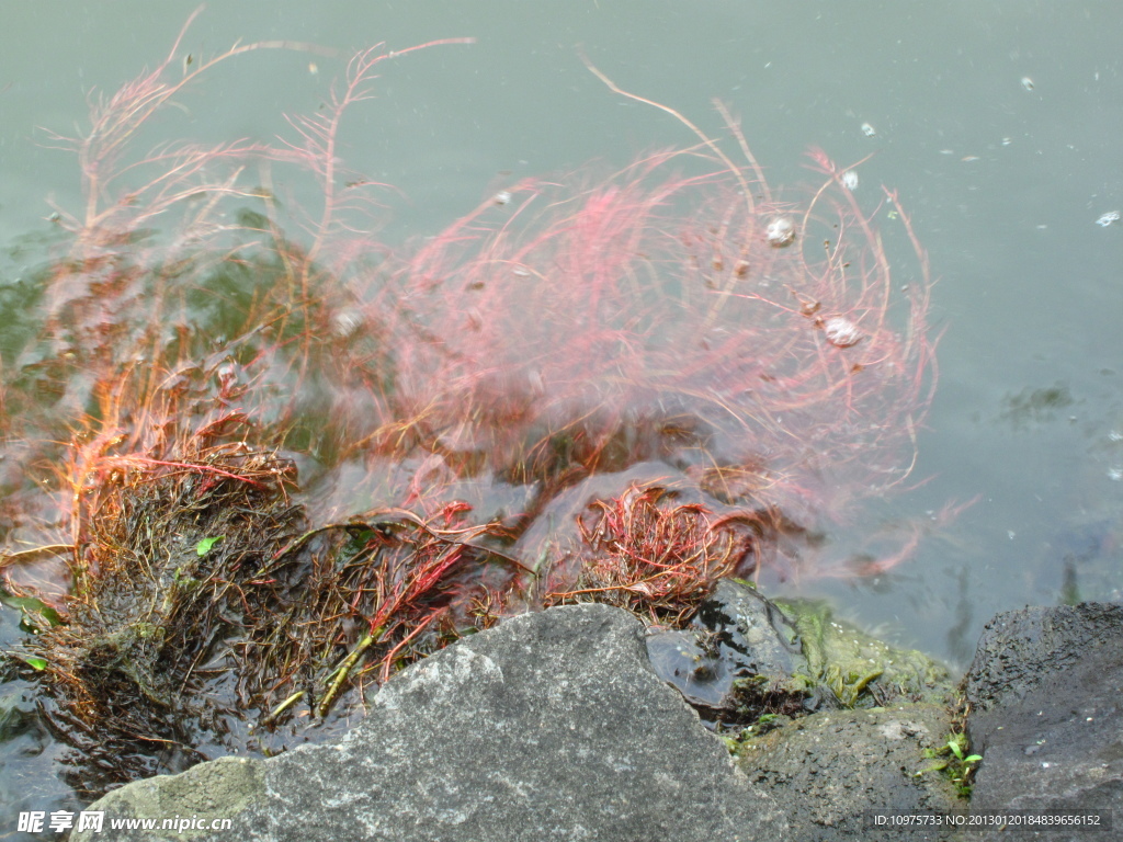 西湖水草