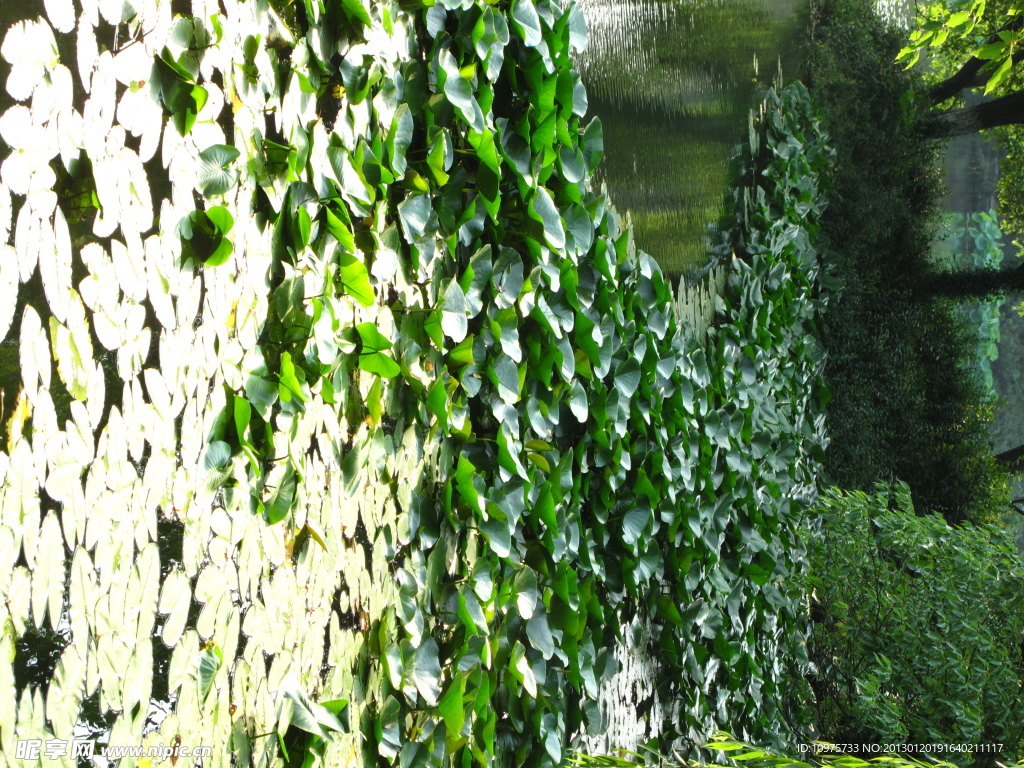 水上植物