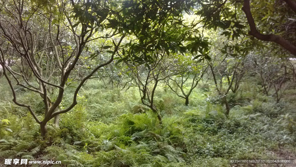野草