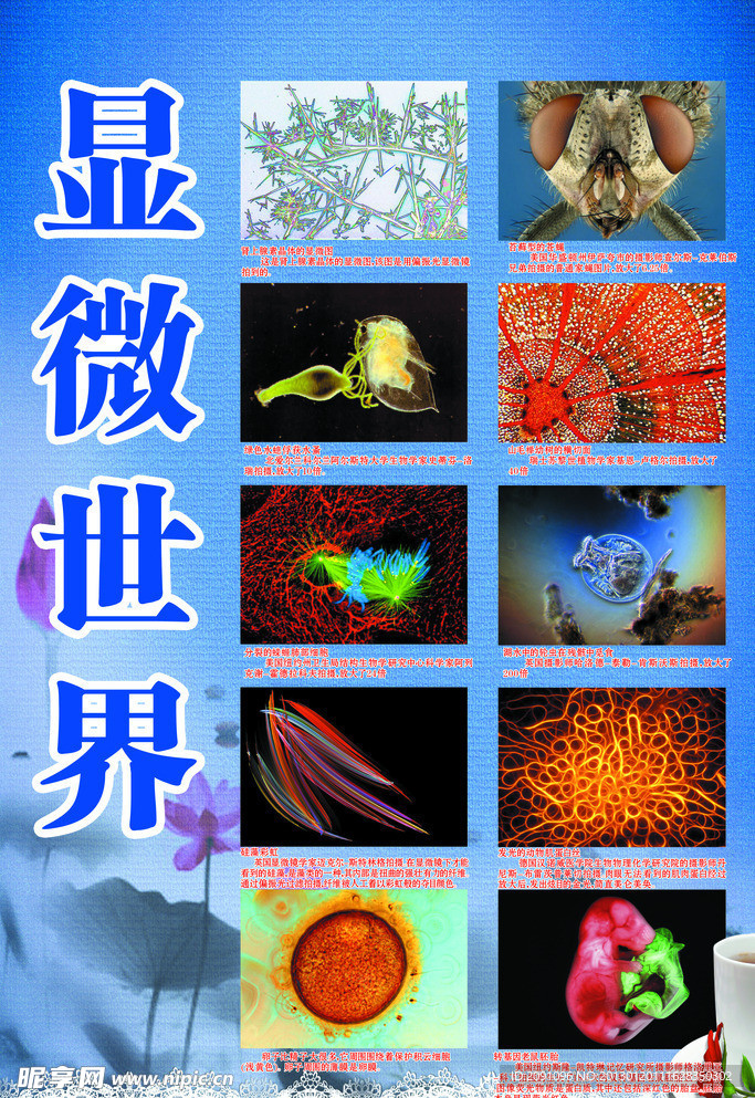 显微世界