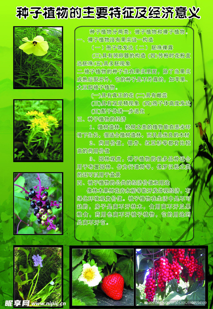 生物科学植物展板