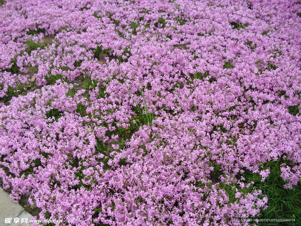 小花小草