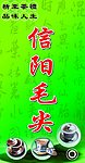 信阳毛尖