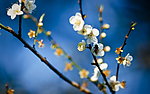 白色梅花