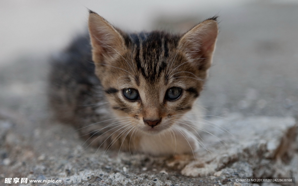 猫咪