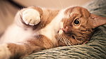 猫咪