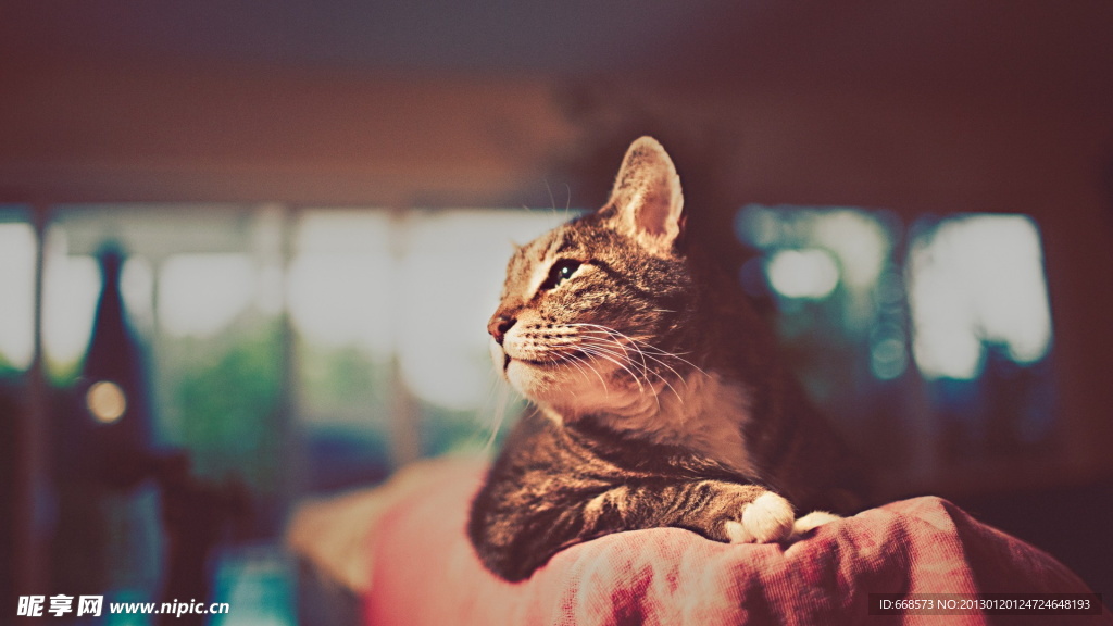 猫咪