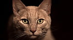 猫咪