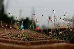 野菊花