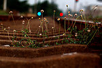 野菊花