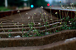 野菊花