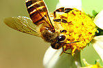 蜜蜂