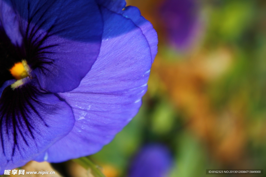 紫色三色堇花瓣