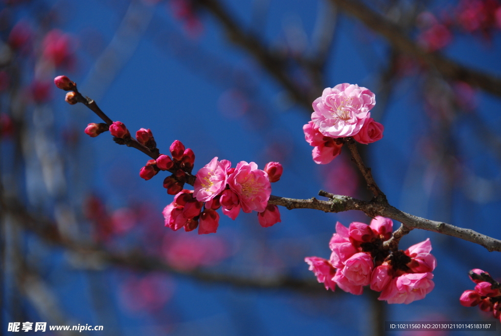 梅花
