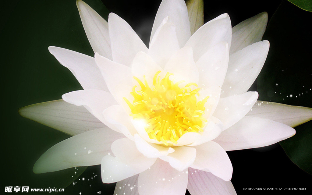 莲花