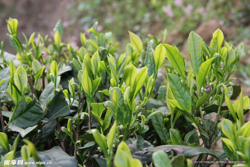 茶叶嫩芽